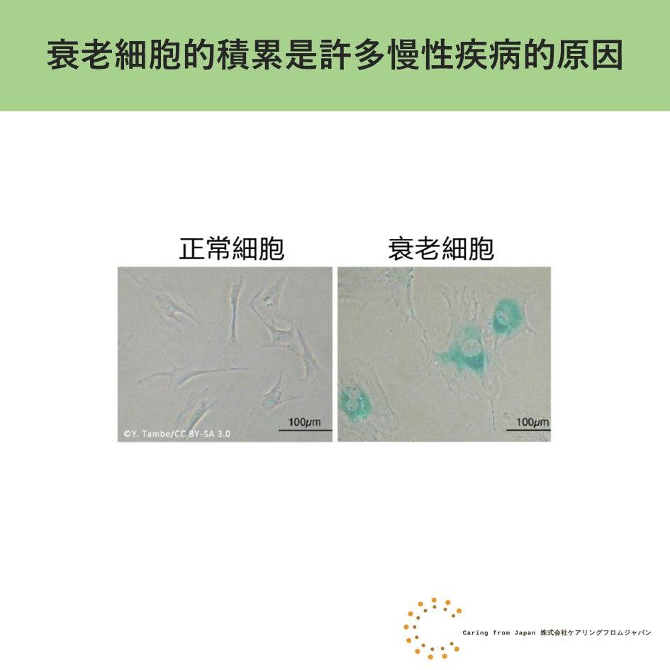 氫分子減少衰老細胞的積累