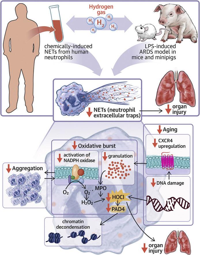 氫氣抑制炎症因子「中性粒細胞外網狀結構」 (NETs)