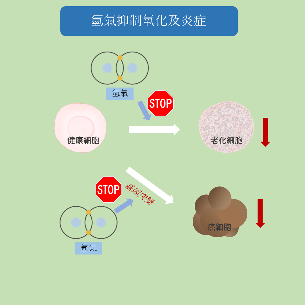 氫氣減緩細胞衰老和癌細胞的産生